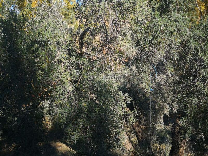 Foto 5f0fad6a-502f-490b-b897-4f9da746d825. Finca rústica a avenida el llano 1 a Deifontes