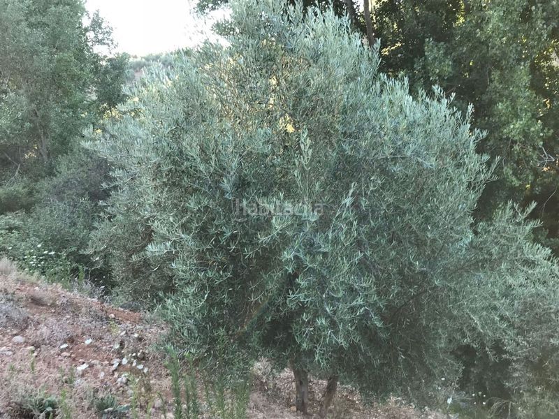 Foto e3a7d927-85f9-4e5c-a409-1acf9836917e. Finca rústica a avenida el llano 1 a Deifontes