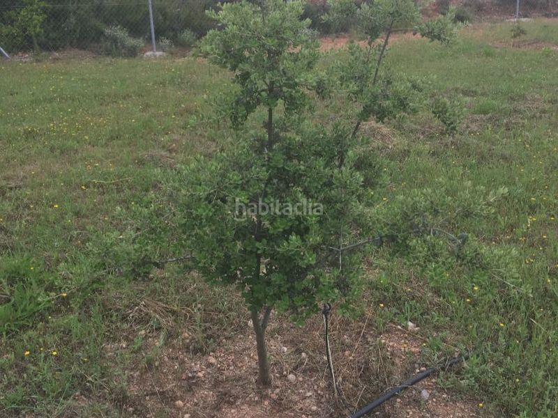 Foto bf45f406-42a9-4b43-9c47-2d413c75a2e3. Finca rústica a carrer de sant pere 2 a Juncosa