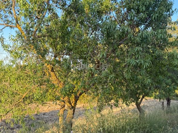 Foto e8b5e25a-7147-4a0b-8b22-48dae983db13. Finca rústica a tosalet 42 a Fatarella (La)