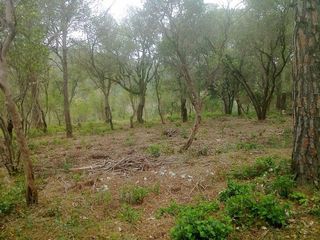 Terreno residenziale in Cami de can mon 22. Campins: dos parcelas edificables en el corazón del bosque entre
