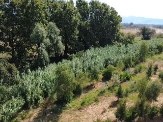 Finca rústica a Diseminado despoblado 2. Terreno rústico con agua y plantación agroforestal