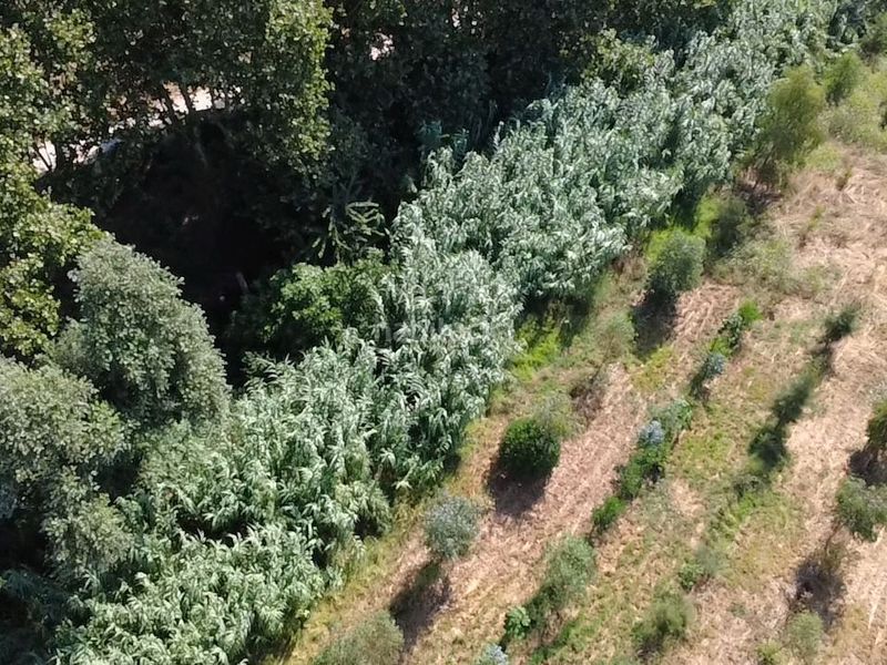 Foto b8f3822f-ccb0-452c-8522-cbb7afe4d5e2. Finca rústica en diseminado despoblado 2 terreno rústico con agua y plantación agroforestal en Empuriabrava
