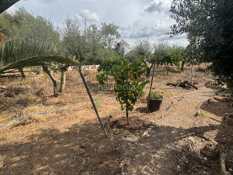 Foto 1f8daabd-b1b1-4e98-9204-bcafa6277f09. Finca rústica a carretera 0 a Santa Oliva