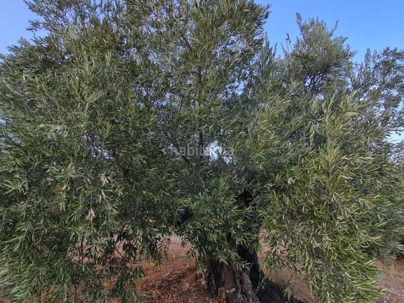 Foto a66b1526-d091-4a0c-8792-c2097734003b. Finca rústica a a-6301 61 a Beas de Segura