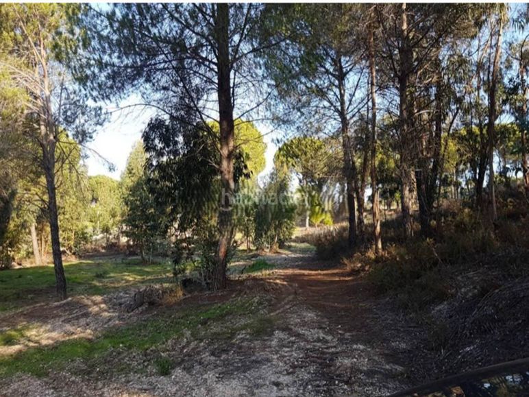 Foto 8aa69d7b-ee00-45c6-a49d-25b01aaf4a7b. Finca rústica a la trompeta parcela 123 a Beas