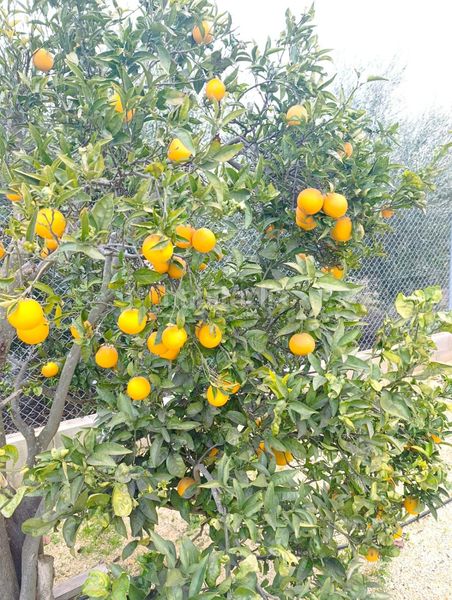 Foto 6c59fdc8-7985-4803-8864-5edb603f61b3. Casa amb aparcament a Deltebre