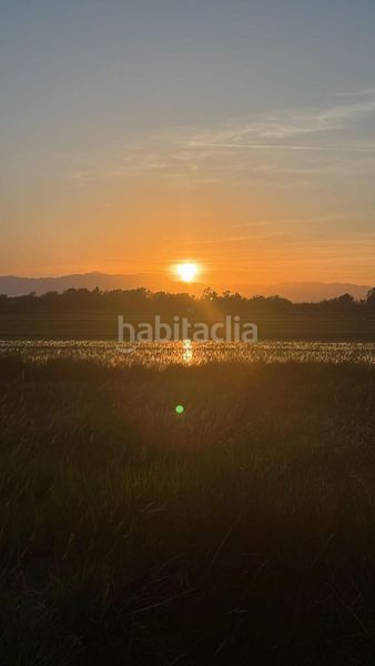 Foto 06b0ea8e-69c8-40c2-88da-7a217c7a0599. Masia a Eucaliptus - Poble Nou del Delta Amposta