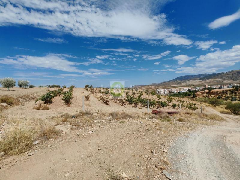 Foto ce3ab4ee-f191-472e-99d1-6d6c3bbdc1eb. Terreno residenziale in Dílar