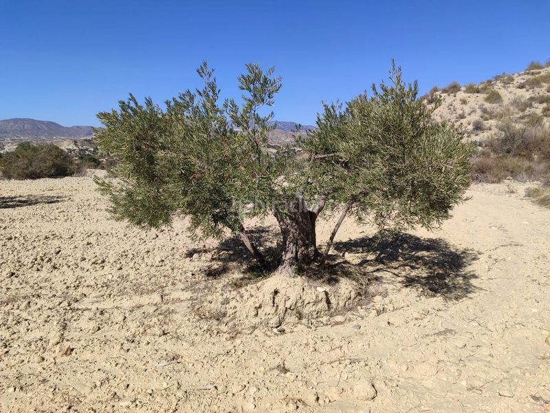 Foto 2895c790-7bd6-41cd-a624-6929316001bf. Finca rústica en Abanilla