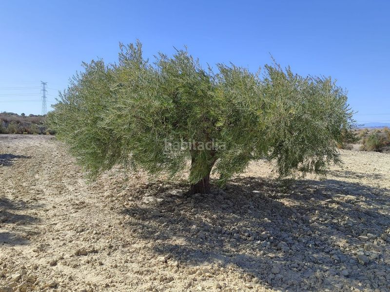 Foto 2b5dd45e-85f3-4b9d-b236-970e38bbf0e2. Finca rústica en Abanilla