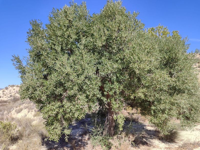 Foto 3254d402-d182-4ffb-b8db-85b55d803392. Finca rústica en Abanilla