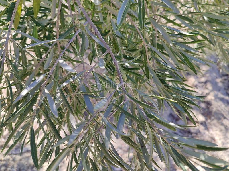 Foto 3dad545c-024d-43a6-bbd4-7a8ab1f78514. Finca rústica en Abanilla