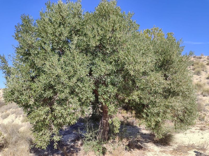 Foto 4c0563c7-7b34-48ea-a8a7-20325403ddda. Finca rústica en Abanilla