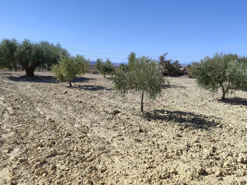 Foto 7cdc6a3e-ac94-4fa3-8218-a74e75abfb83. Finca rústica en Abanilla