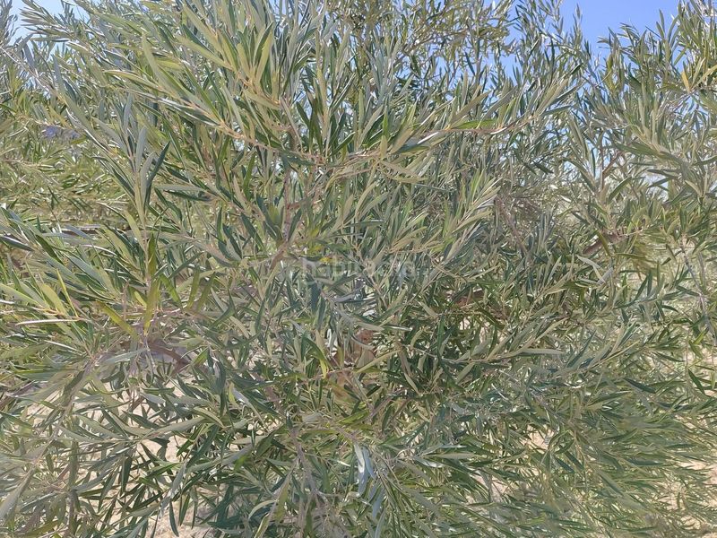 Foto aefa5c02-80aa-44bc-808f-0ea612fb4d0a. Finca rústica en Abanilla