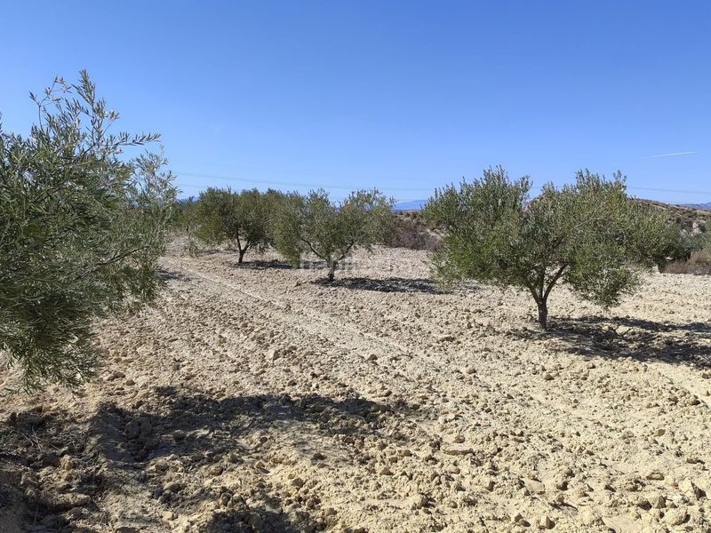 Foto c116097a-08d1-4c5c-b624-bc0c5274888b. Finca rústica en Abanilla