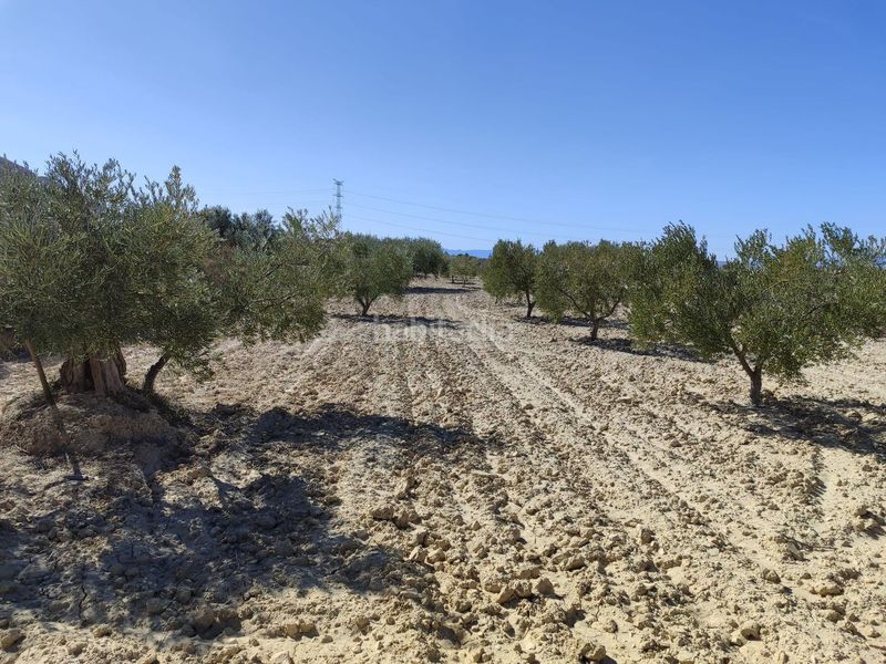 Foto c886379a-dcc8-4af5-b834-495ae532e4c0. Finca rústica en Abanilla