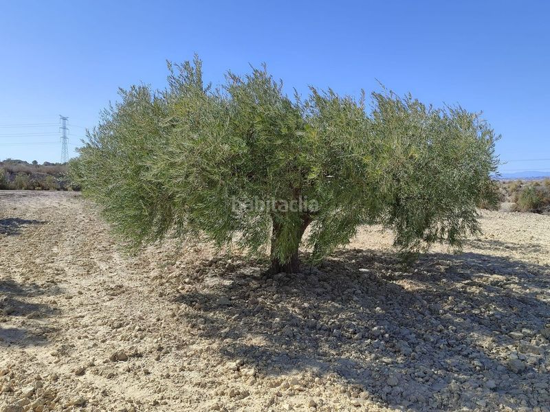 Foto f6565143-7d9f-4bfe-b951-2692f4b8dc7f. Finca rústica en Abanilla