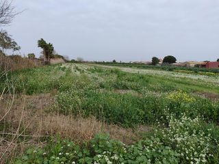 Finca rústica a Dolores. Terreno agrícola en venta. alicante