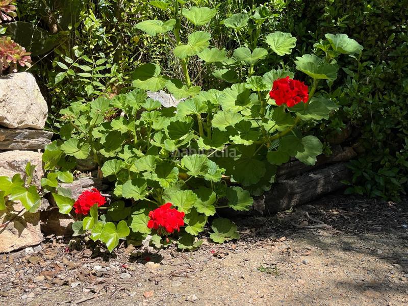 Foto 4c8de79c-e0e9-4bd0-a29a-f7ac72d4f7e0. Alquiler masía celebra tu día especial en nuestra finca en alquiler finca exclusiva para eventos en Catral