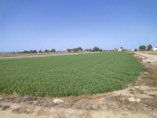 Landgut in Dolores. Excelente parcela agrícola de 14 tahullas en dolores alicante!