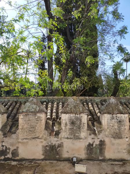 Foto 0e5134bf-3dad-45b9-a9ba-cf5abf8b08e6. Appartement dans Alfalfa - Santa Cruz Sevilla