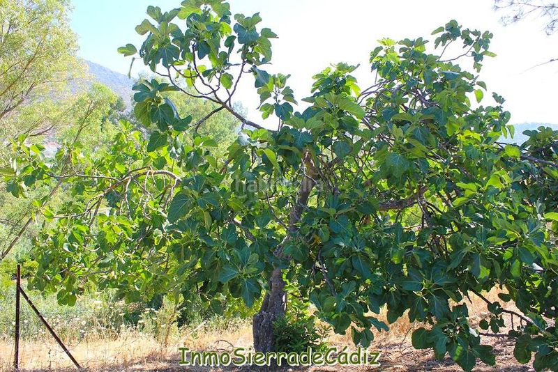 Foto 7c8def0b-d0f4-4837-9cb7-3ef208544e0b. Masia amb calefacció aparcament a Algodonales