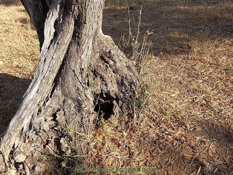 Foto 5e0969ad-d808-4971-ad0c-3bd4b81f40bf. Masia a Algodonales