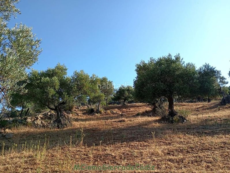 Foto 7669f2f4-d4af-4cf4-a81d-df89d25820e8. Masia a Algodonales