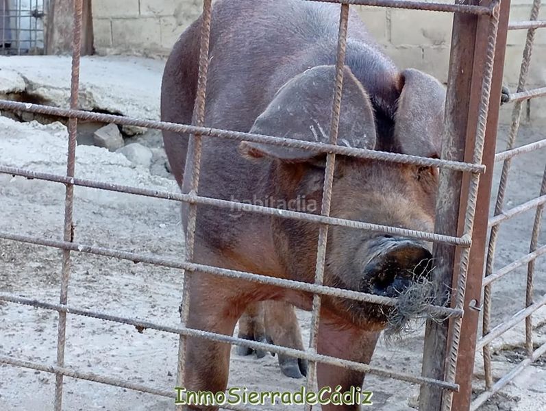 Foto 4245f715-b2af-4cd9-9ea9-b620dd392609. Mas dans Olvera
