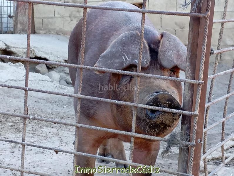 Foto de3a9d88-7e06-4c76-9e9e-4546c9739a0e. Mas dans Olvera