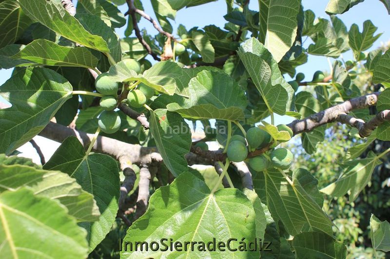 Foto a998be3d-0b05-4374-9ff3-f891e84fd383. Masia amb calefacció piscina a Pedanías Sur Utrera