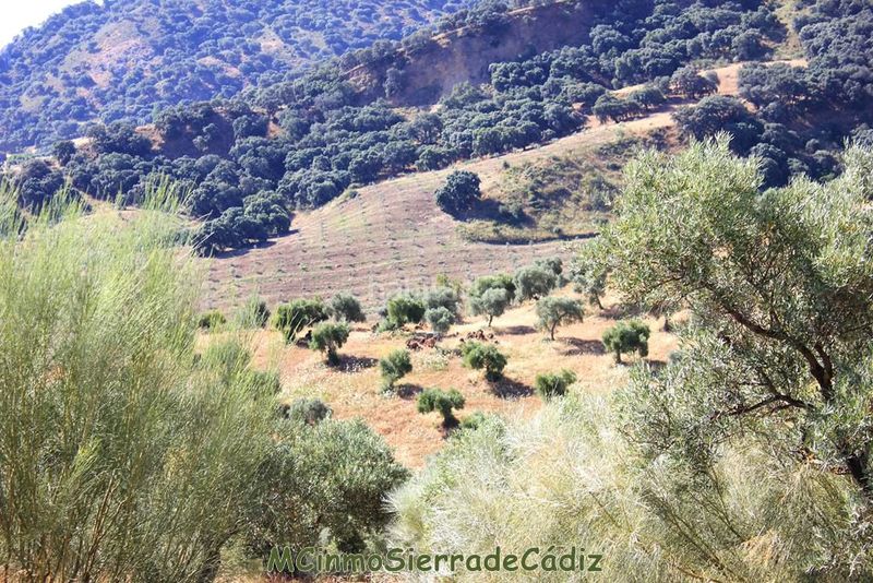 Foto 1b5159d7-b4a4-4ad6-ad56-2e7e8f6654b9. Masia a Montecorto