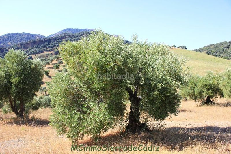 Foto f72c2d1d-b5b2-4746-86e5-ae83b47c278b. Masia a Montecorto