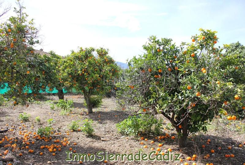 Foto 689d4b16-b851-4ccc-89d3-a3954b51a209. Terreny residencial a andalucia a Torre Alháquime