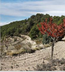 Finca rústica a Torre de les Maçanes (la). Se vende