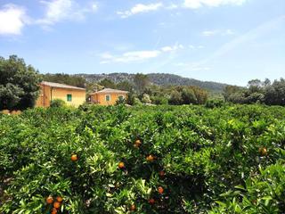 Masia a Sa Pobla. Increíble finca de 61.888 m, con  uso residencial y agrario, fla