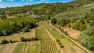 Business premise in Monforte de Lemos. Viñedo con galpón y superficie edificable en monforte de lemos