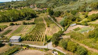 Local Comercial a Monforte de Lemos. Viñedo con gran potencial de producción en monforte de lemos