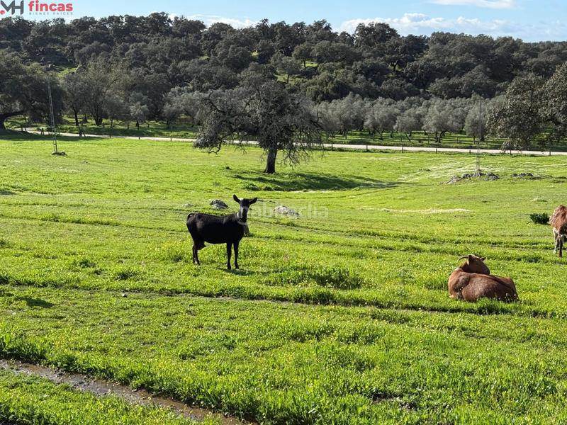 Foto 07cc3549-69fb-4923-abc3-fb451f462075. Masia a el pedroso 0 a Pedroso (El)