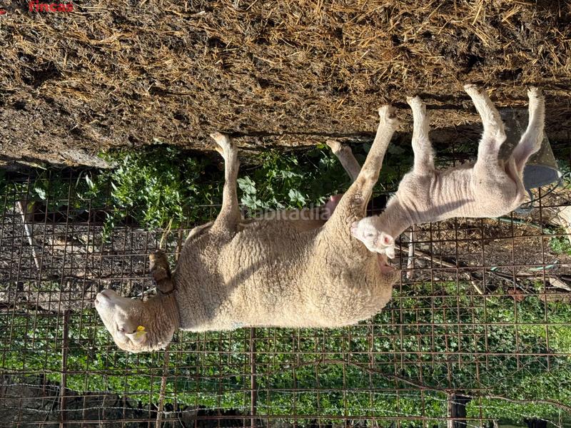 Foto 140e1f4d-3a3c-4a9c-8b01-a3e7471c2568. Masia a el pedroso 0 a Pedroso (El)