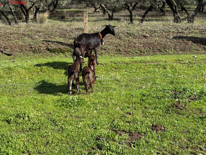 Foto 1535757f-e08c-424e-8f95-2b106c7e83a6. Masia a el pedroso 0 a Pedroso (El)