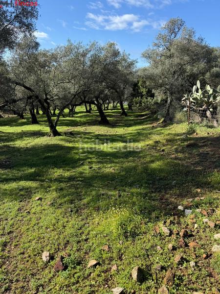 Foto 2b33c5e9-bf87-455b-849a-e53d796f56fb. Masia a el pedroso 0 a Pedroso (El)