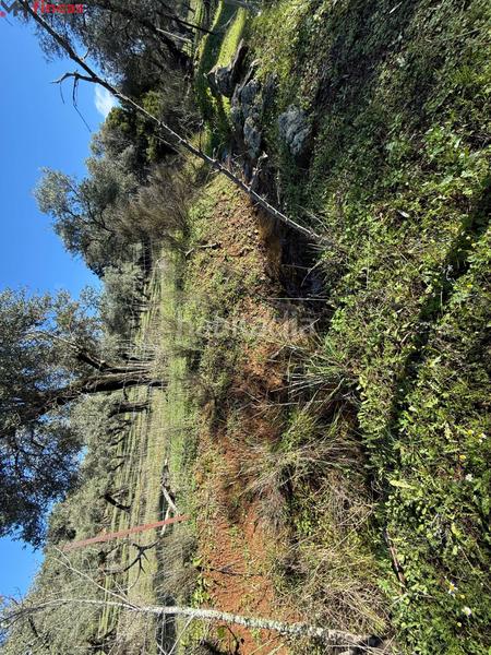 Foto 325705a9-ca4a-4dd7-931d-5b72e839300c. Masia a el pedroso 0 a Pedroso (El)