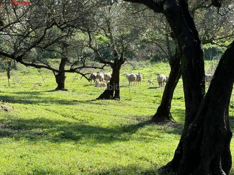 Foto 4febb93a-64b8-4b70-af86-2328c373b8a3. Masia a el pedroso 0 a Pedroso (El)