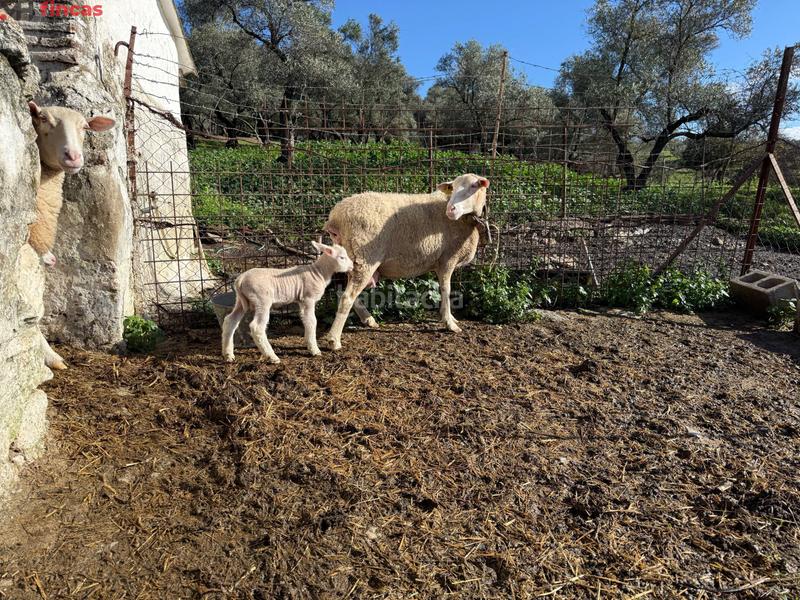 Foto 4ff1427d-5432-40f3-ba7f-4171904b3942. Masia a el pedroso 0 a Pedroso (El)