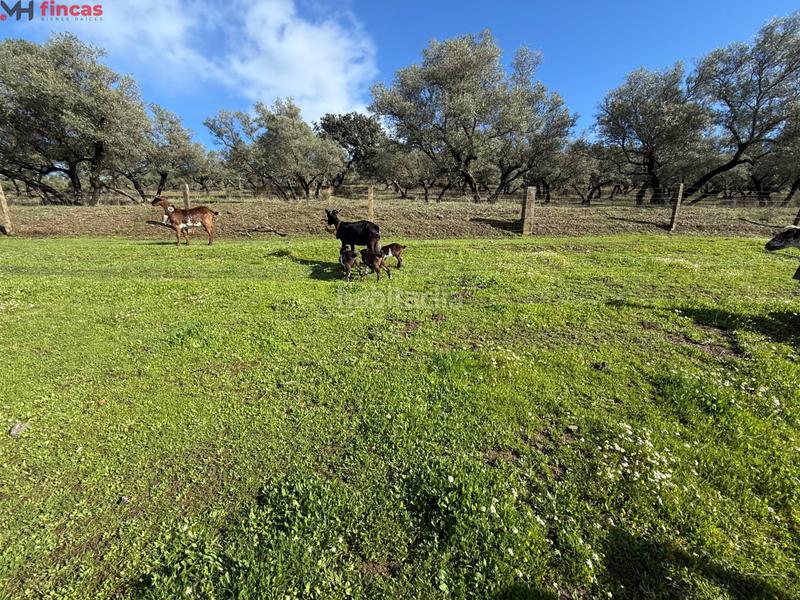 Foto 6c796166-5344-4ad5-9fe2-c37d537d65ee. Masia a el pedroso 0 a Pedroso (El)