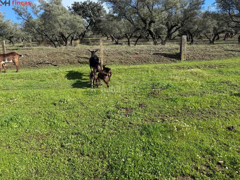 Foto 858e7f8d-c2e4-4fc3-a4e4-6cf58615e9a5. Masia a el pedroso 0 a Pedroso (El)