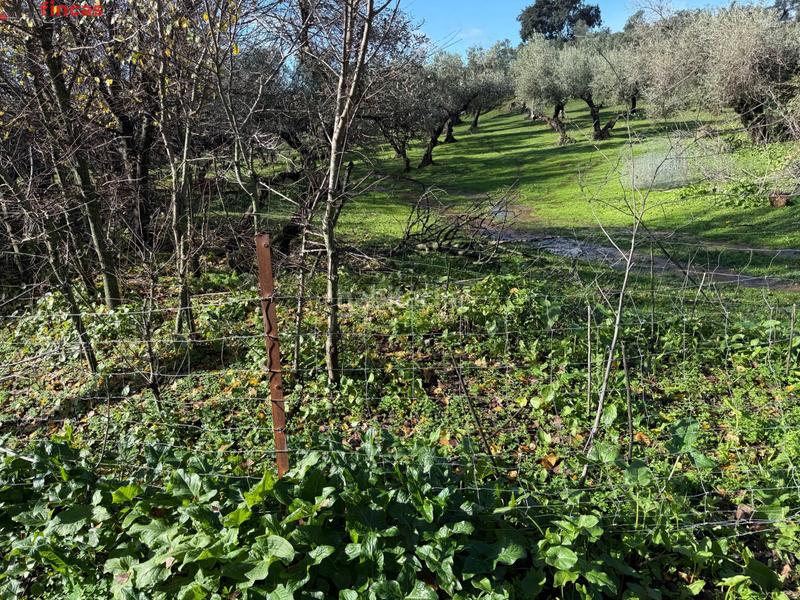 Foto c9b5bf3d-ad4a-44ab-882c-08256297e8d1. Masia a el pedroso 0 a Pedroso (El)